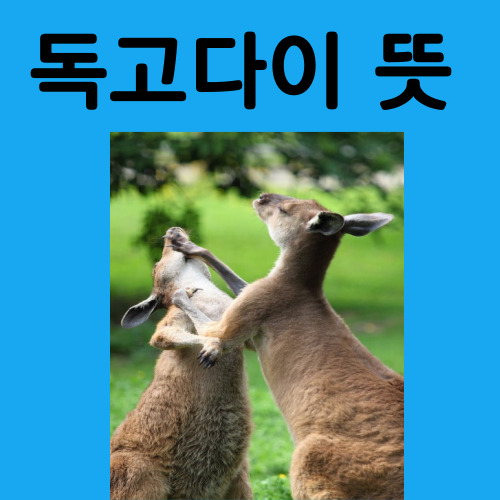 독고다이 뜻