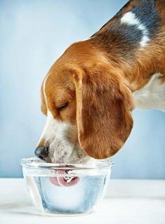 a-water-drinking-dog-photos