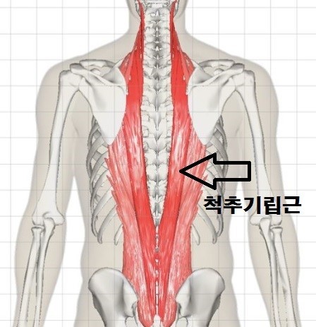 척추기립근-위치
