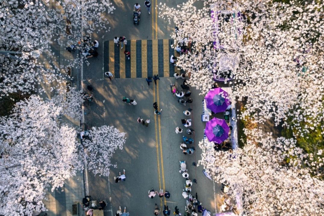 렛츠런파크 서울 벚꽃축제 &#39;벚꽃야경&#39; 추천 이유
