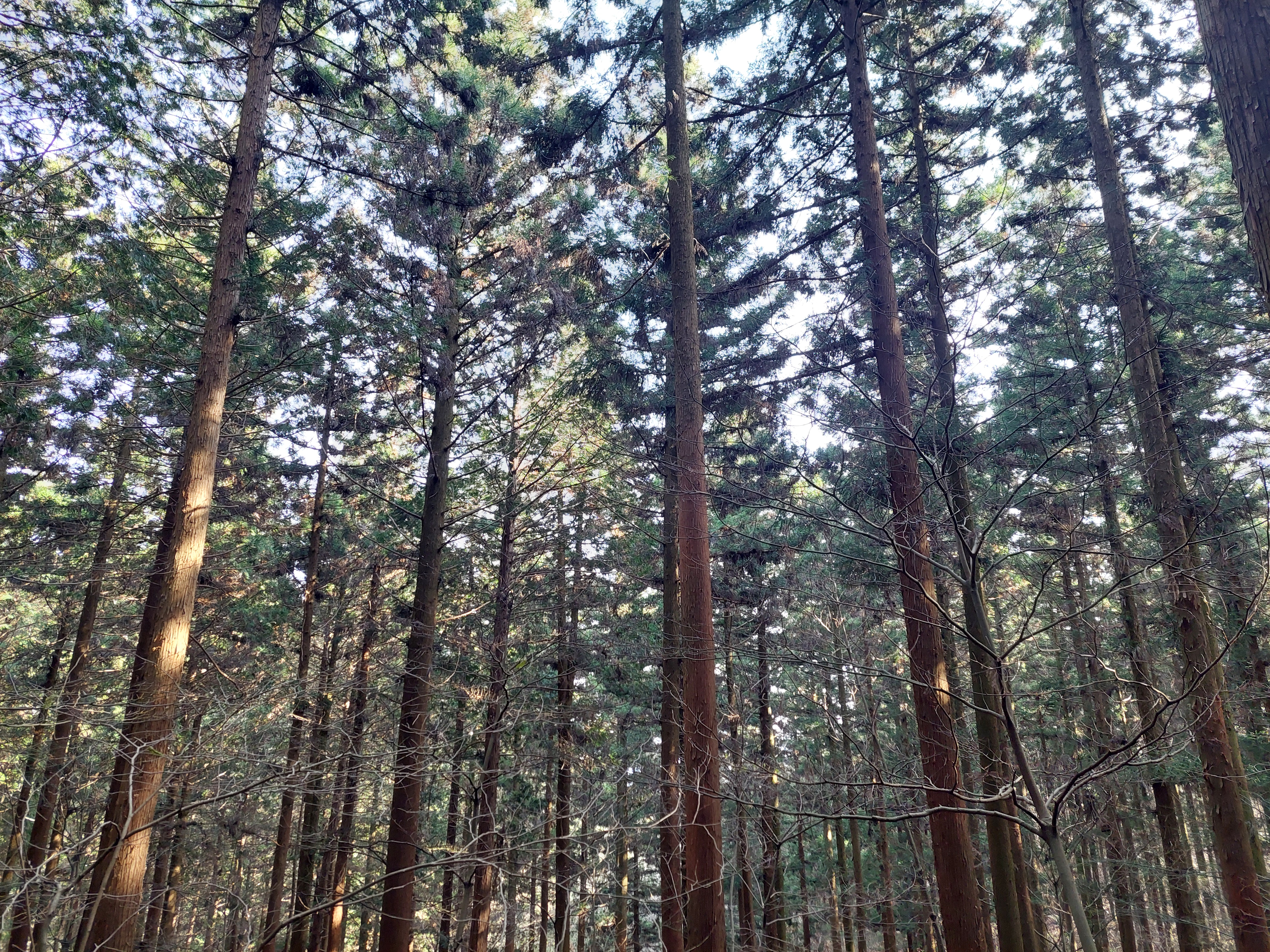 축령산