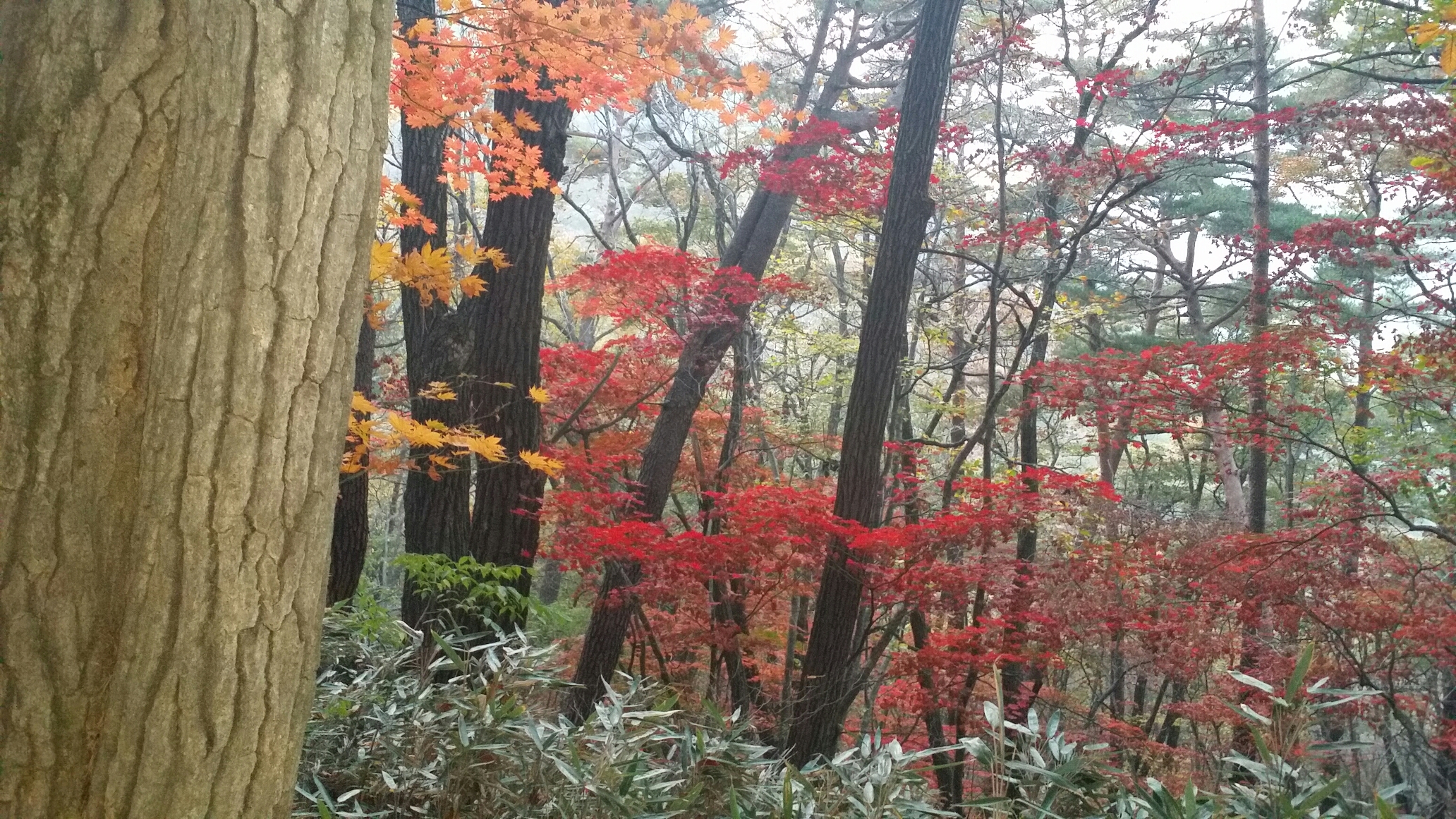 속리산 단풍