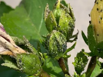 화분 진딧물 퇴치 천연살충 레몬오일 비누물 통풍환경 개선_5