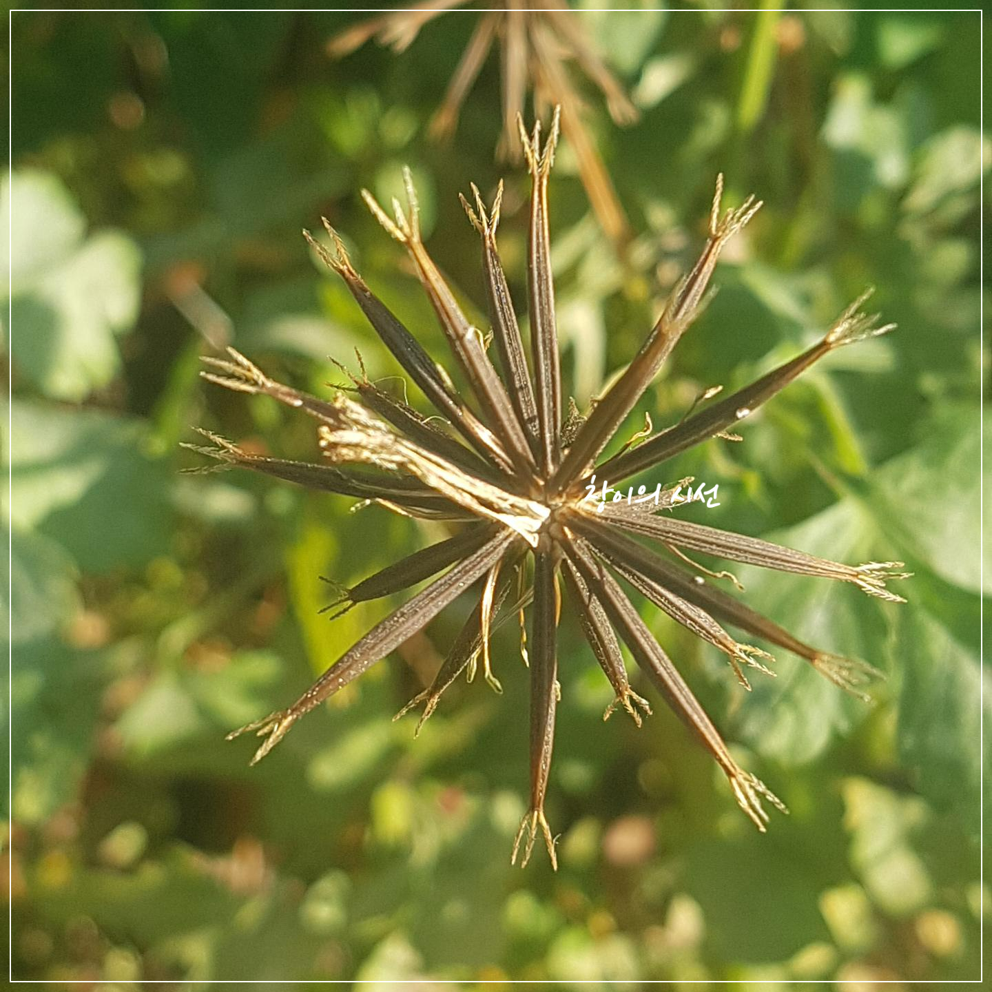 불꽃놀이의 폭죽이 터지는 모양을 하고 있는 도깨비바늘의 열매(씨앗)