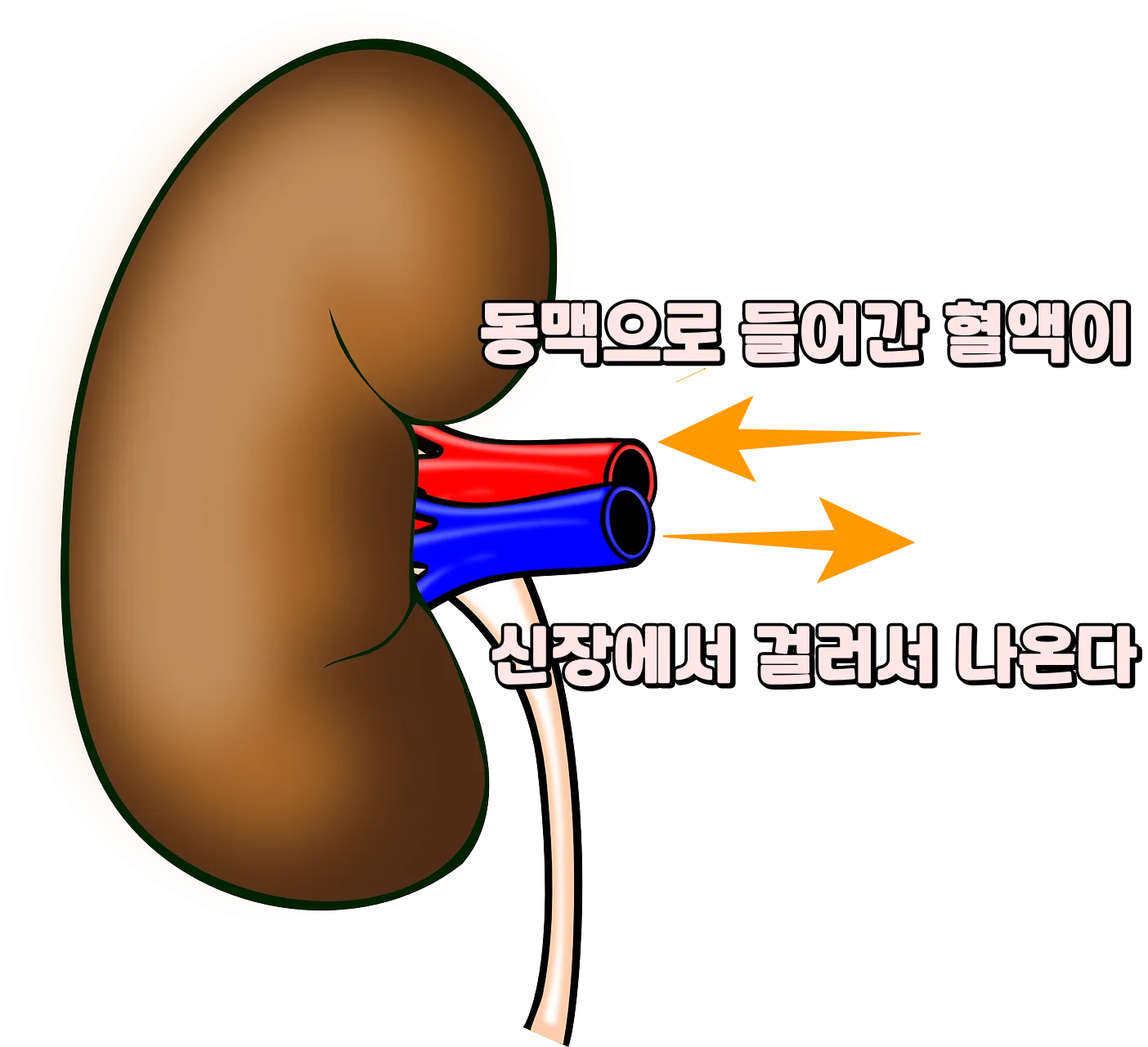 신장의 역할과 기능