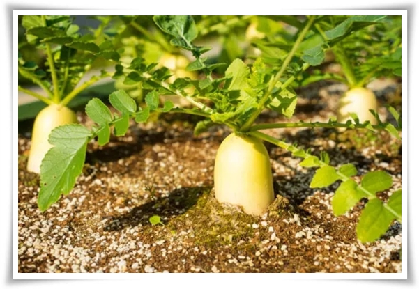 "남은 김장 무 보관법" 땅속에 묻기/냉장/냉동 등 오래 보관하는 법!