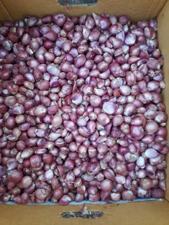 샬롯 재배 모종 씨쪽 나누기 건조 저장 병해 예방_8