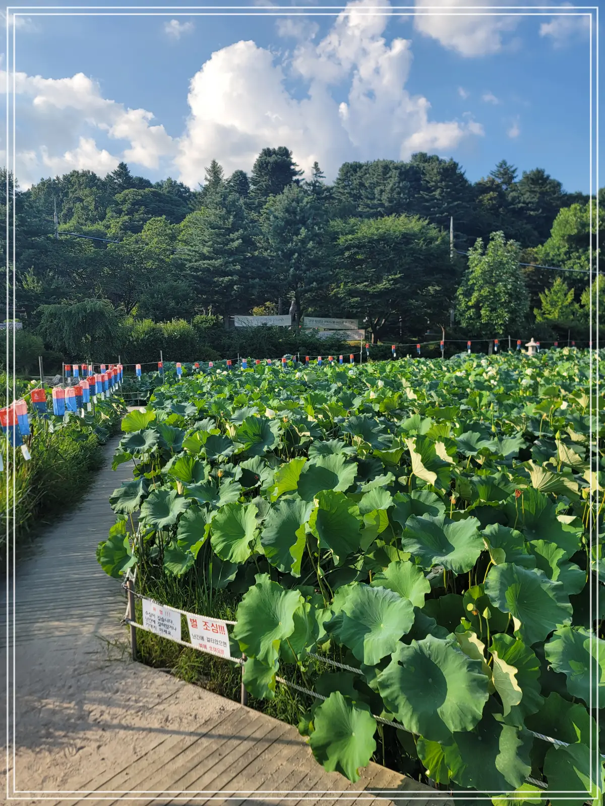 봉선사-연꽃축제-20250810_172323
