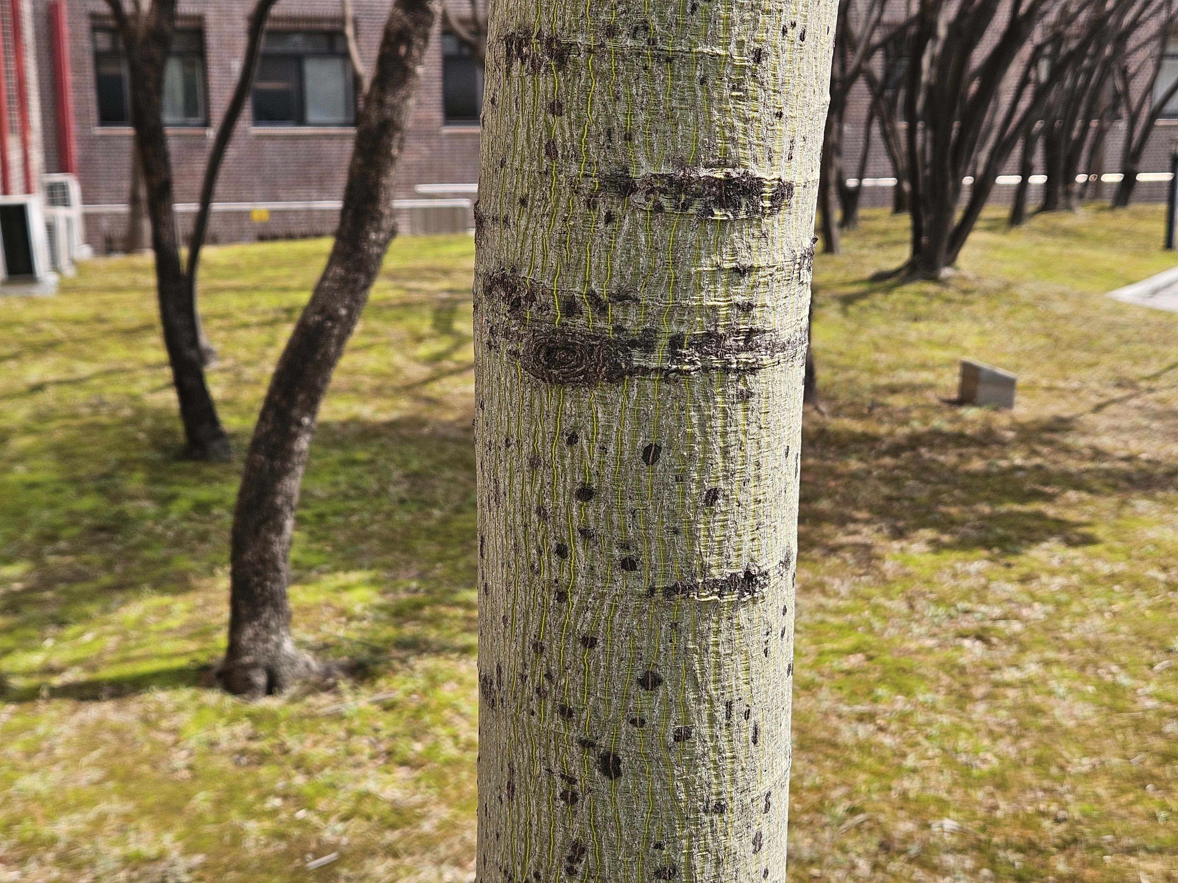 벽오동나무 수피2