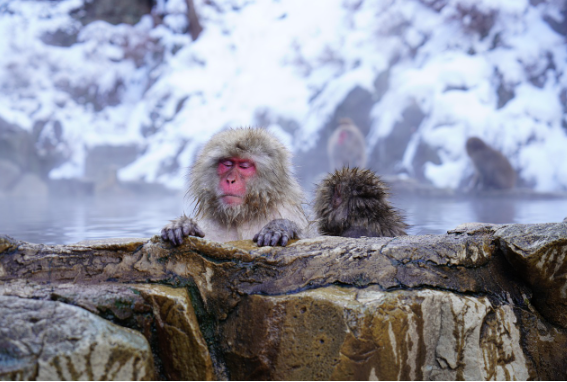 온천하는 사람들 관련 이미지