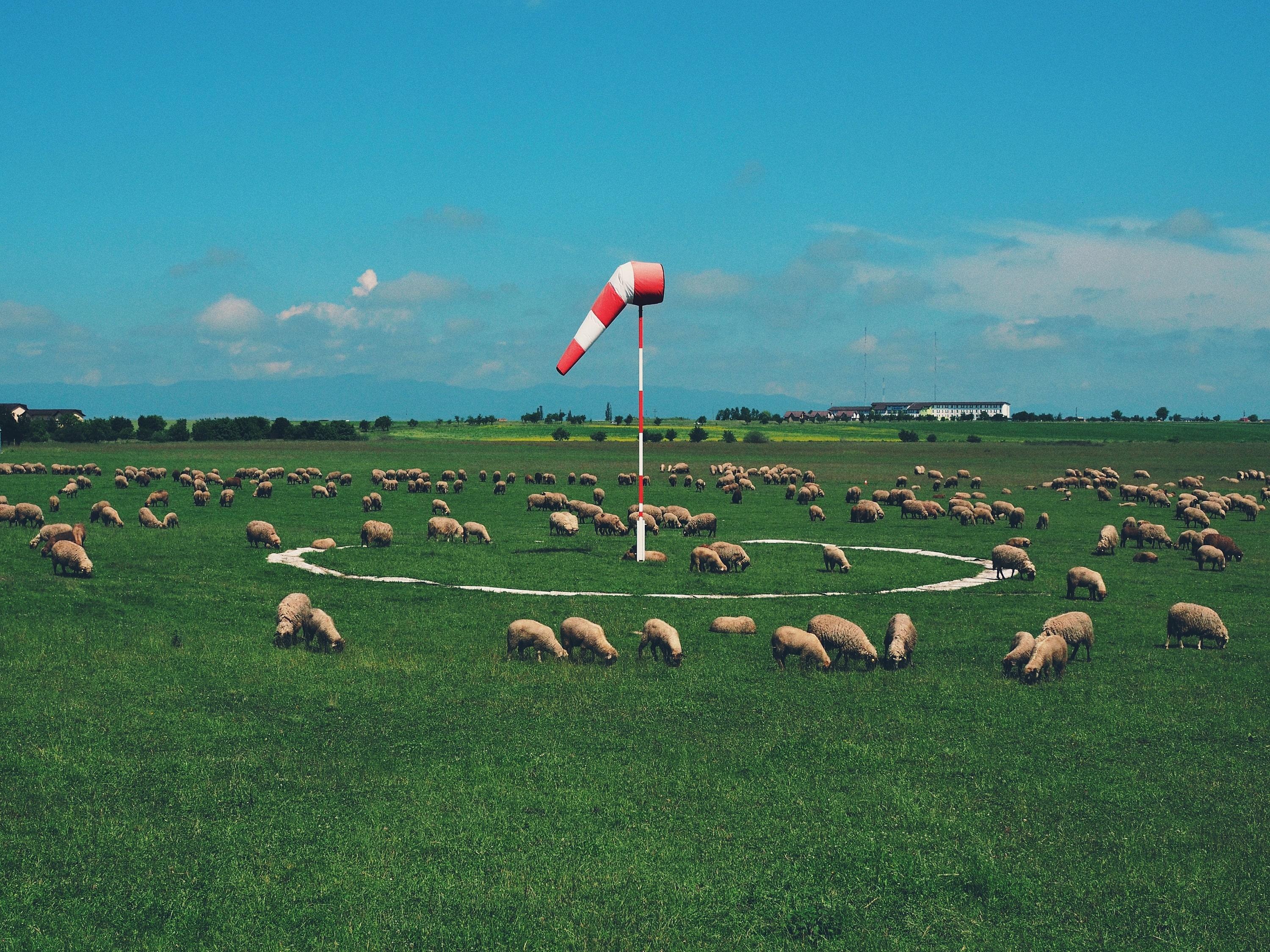 루마니아 들판의 양떼
