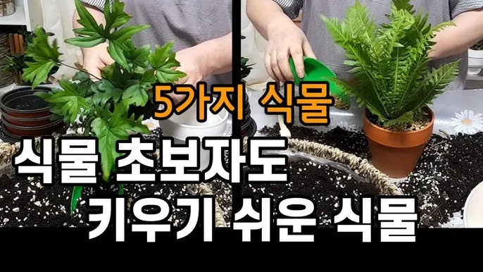 실내식물 초보 체크리스트 물주기 빛 습도 분갈이 한눈에 정리_2