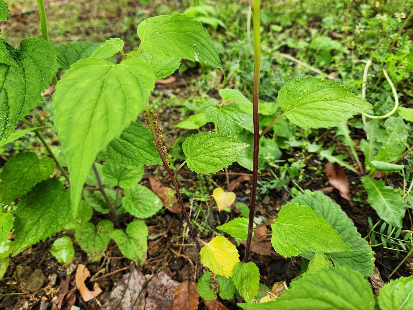 모시대 (모싯대)