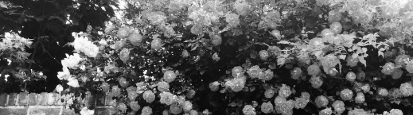 장미 삽목 하는 방법: 가지 길이 15cm