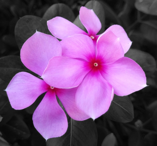 가을에 피는 꽃 종류 일일초