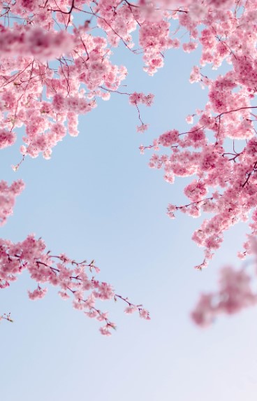 [2025년 벚꽃 개화시기 + 전국 명소 + 화담숲 예약 가이드]