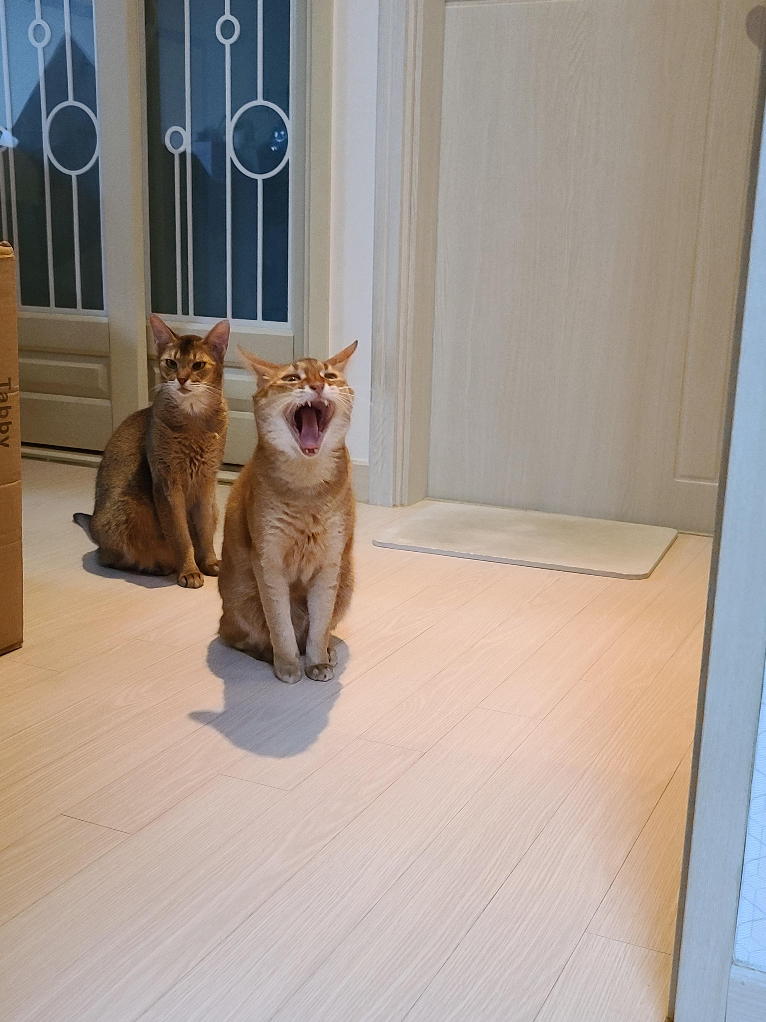 금묘의 방 앞 말잘듣는 착한 고양이들.