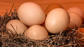 아미노산이 풍부한 식품 : 달걀