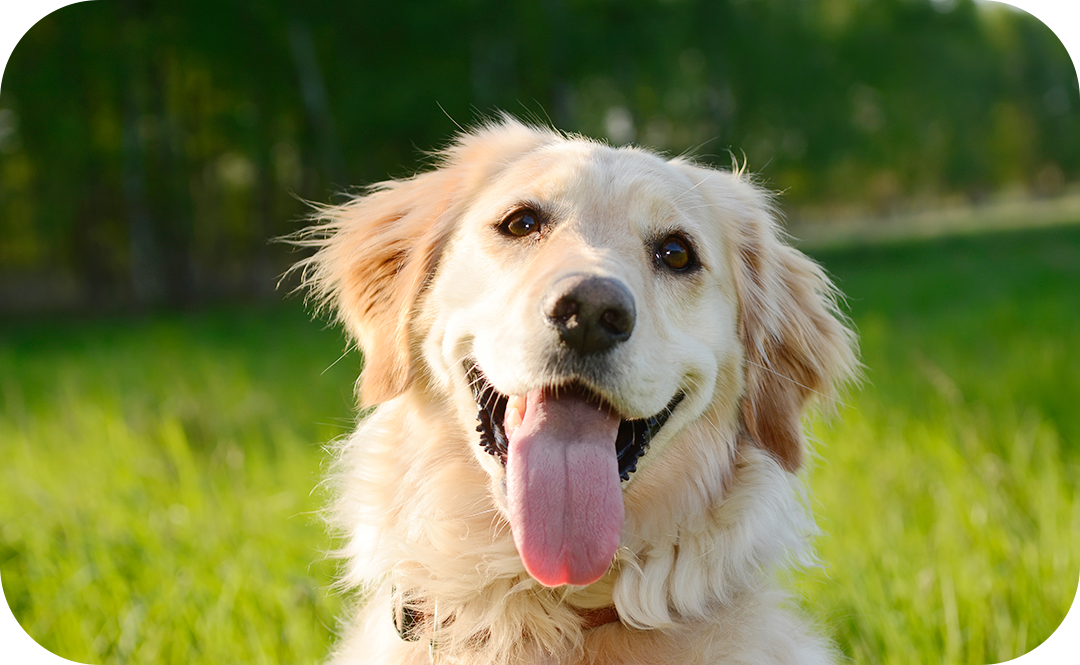 #강아지 #유기견