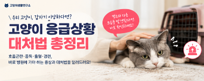 개냥이 호흡곤란·중독·출혈·경련 등 응급상황 대처법 바로 병원에 가야 하는 증상 총정리