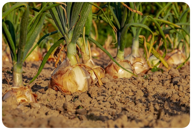 양파의 역사와 기원