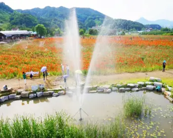 원주 용수골 꽃양귀비 축제_13