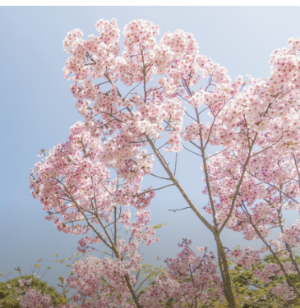 화담숲 수선화 축제