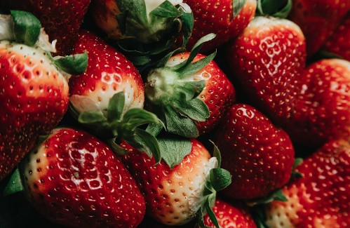 베란다에서도 가능한 딸기재배방법 시기, 적정온도, 물주기