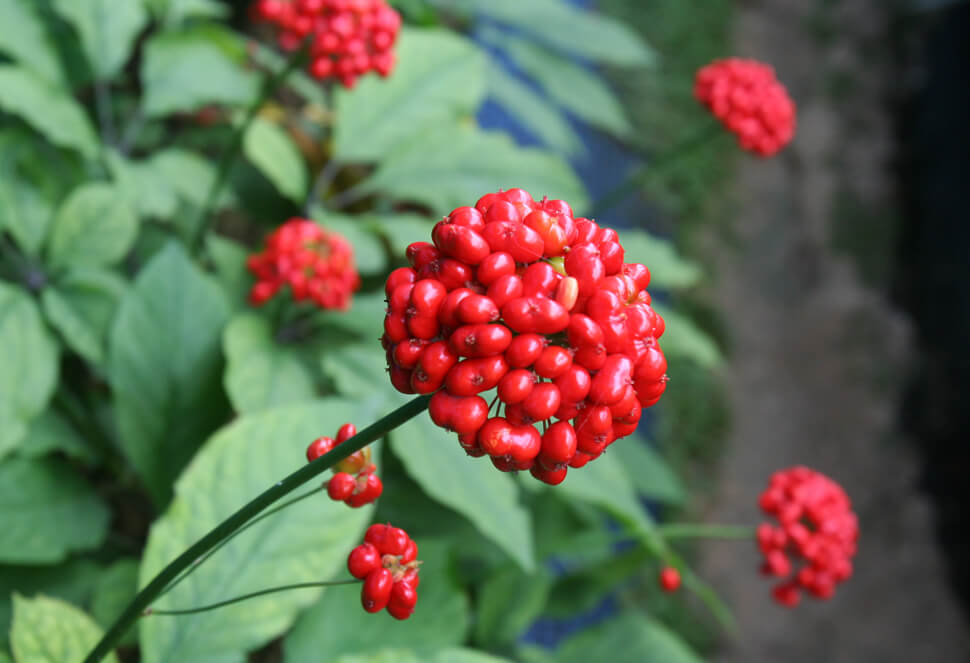 금산세계인삼축제 주요 볼거리