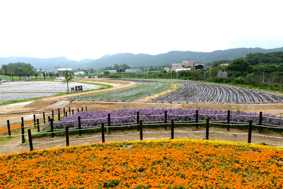 나리공원 라벤더