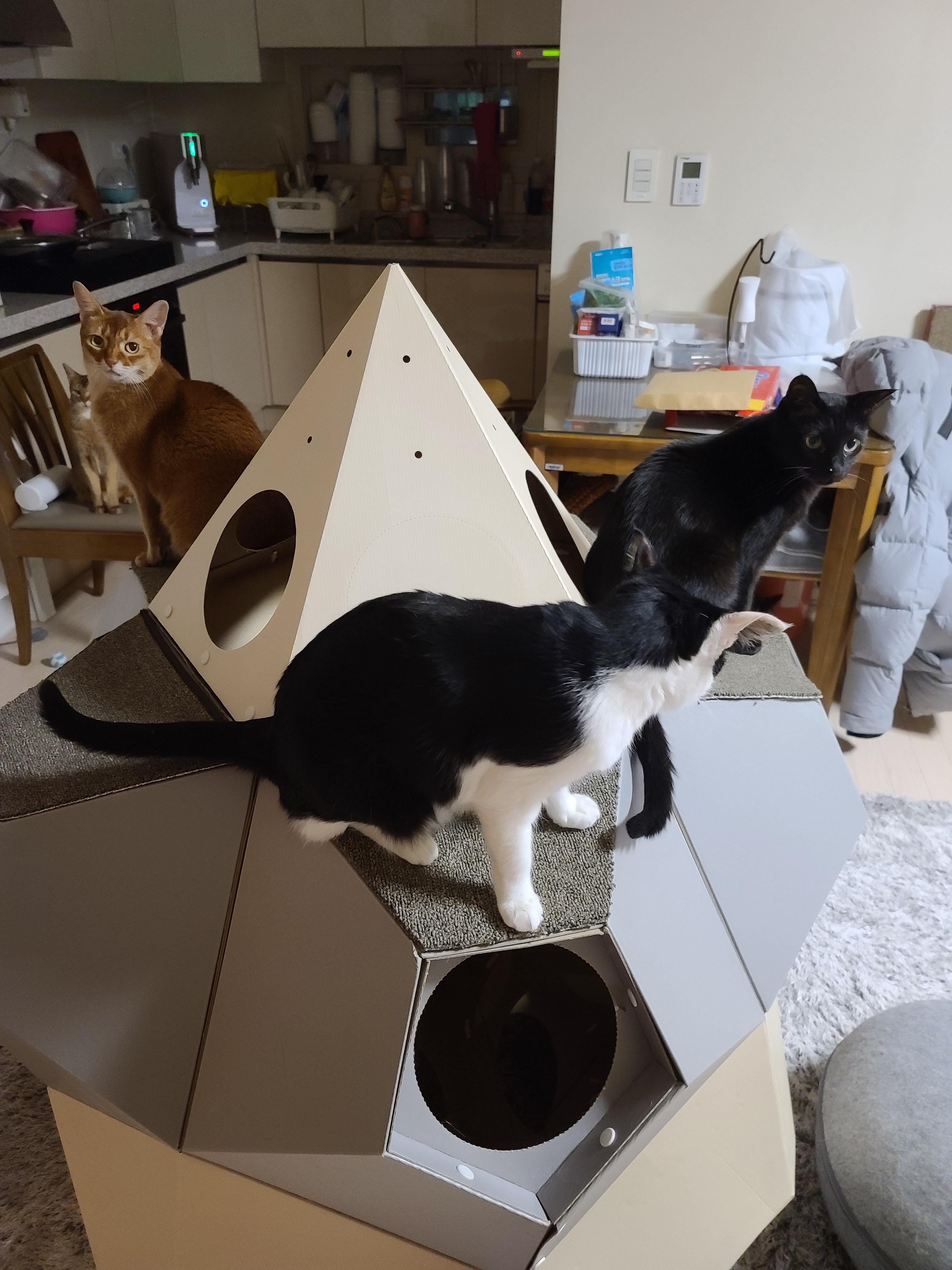 고양이 장난감 오뎅꼬치로 캣미로에서 노는 고양이들.