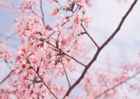 일본-벚꽃-개화시기-4