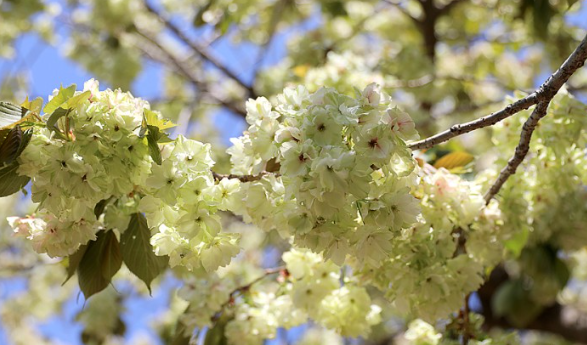 봄꽃 기차여행 (벚꽃기차)코스 및 금액 정리