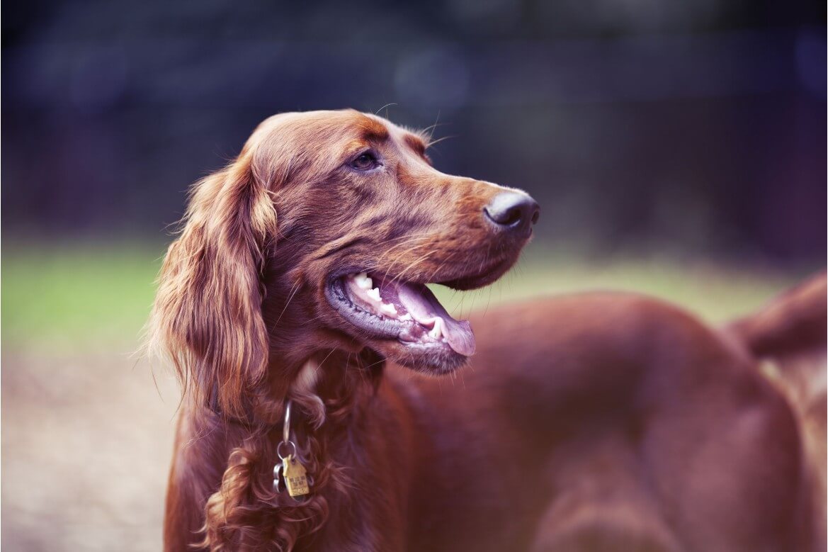 견종 &amp;quot;세터&amp;quot;