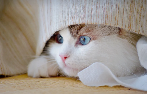 가상 세계 속 반려동물 경험