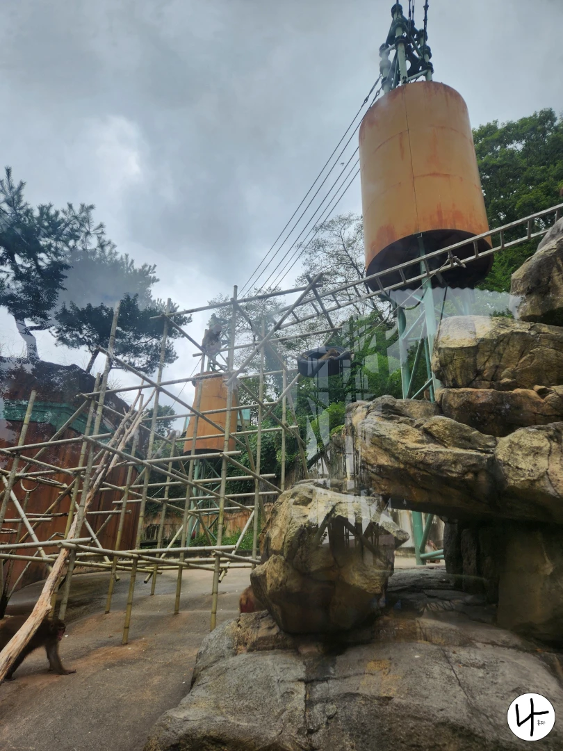 일본-원숭이-야외-서식지