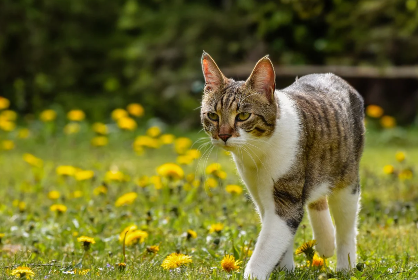 반려동물과 떠나는 자연휴양림