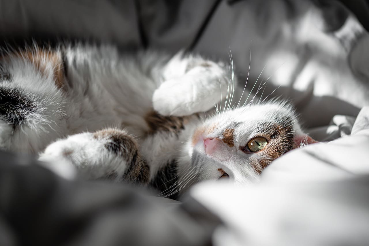 고양이 포경 주요 원인