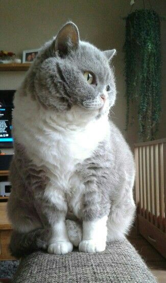 브리티시숏헤어