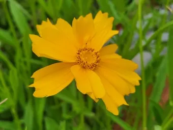 함안 악양생태공원 금계국 개화 시기와 사진 촬영 팁_9