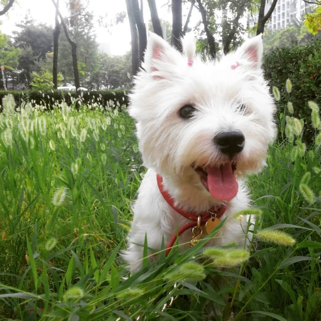 강아지 나이 계산