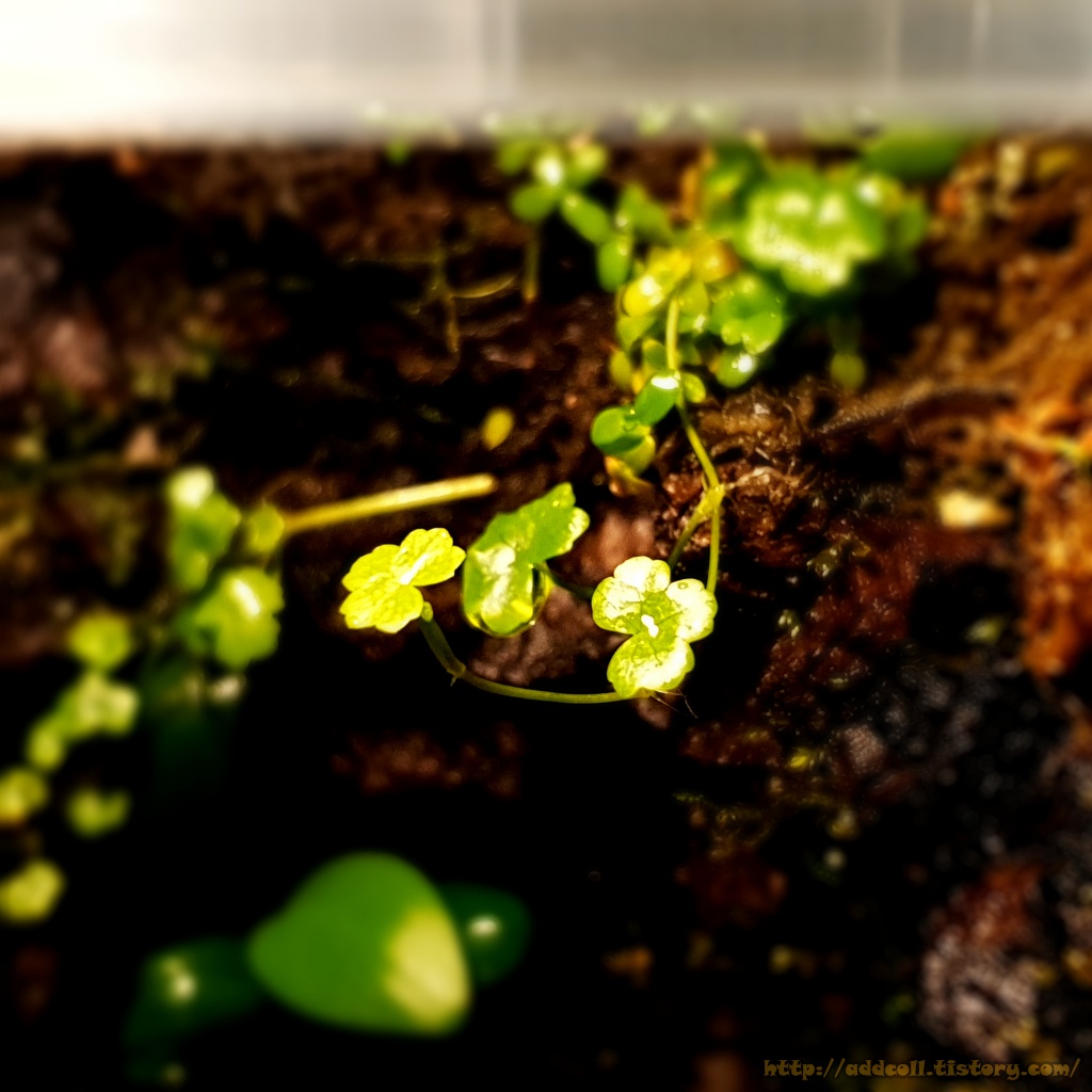 살짝 벽에서 떨어져 자라는 노치도메