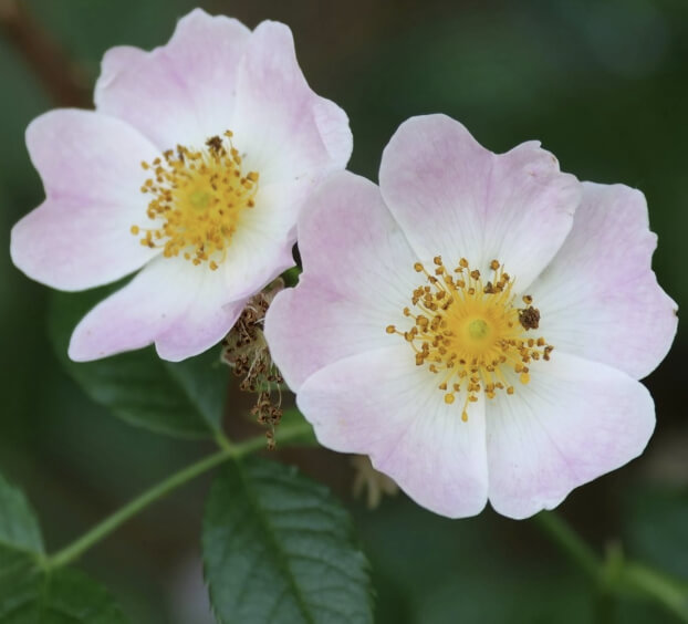 찔레꽃 꽃말