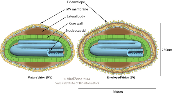 두창바이러스 구조