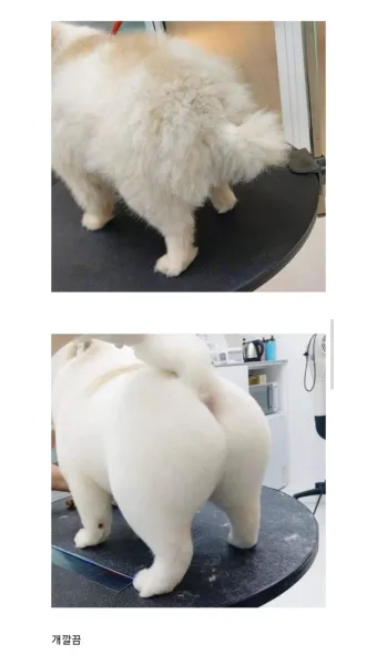 강아지 엉덩이 들이미는 이유 애정표현인지_4