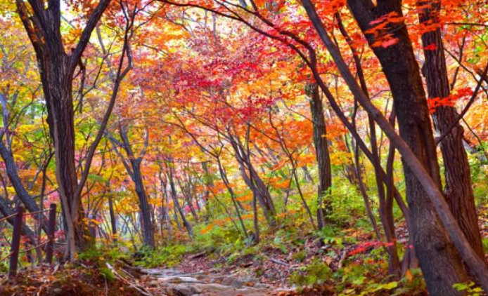 2025 월악산 단풍 절정 시기! 가을 명소 &amp; 등산 코스 완벽 정리