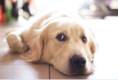 누워있는 강아지