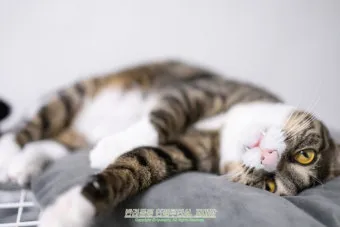 고양이 우울증과 무기력증 증상_14