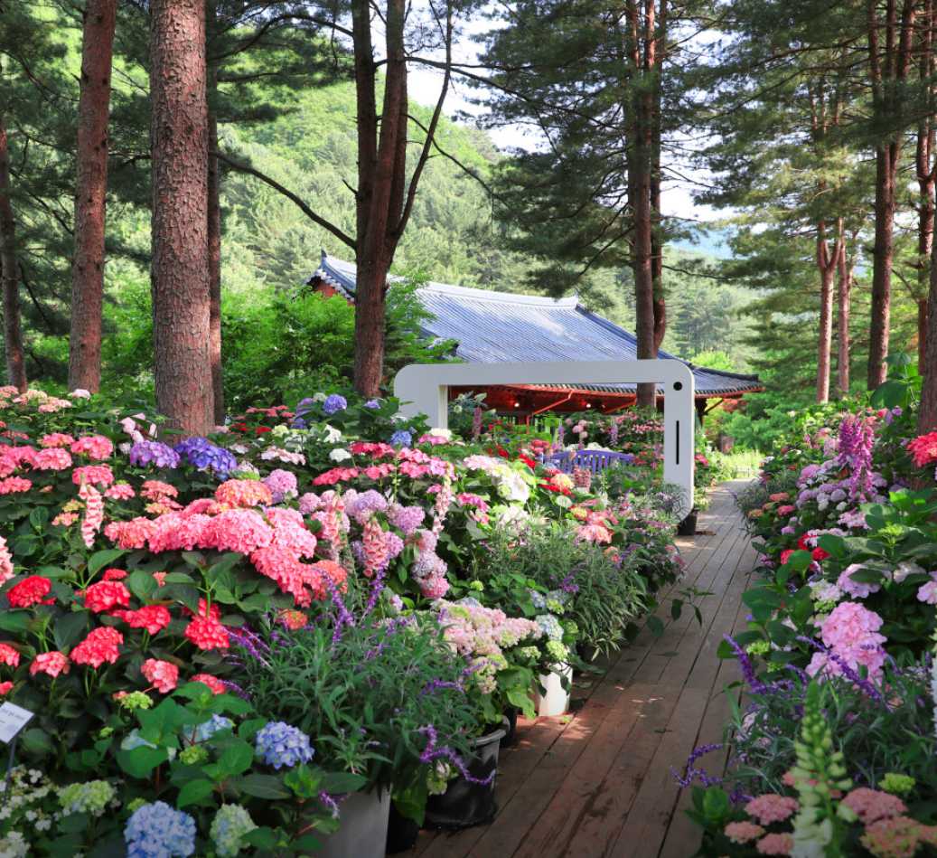 아침고요수목원