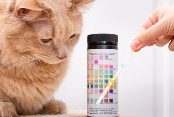 고양이 방광염/출처:어도비스톡